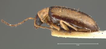 Media type: image; Entomology 18439   Aspect: habitus lateral view